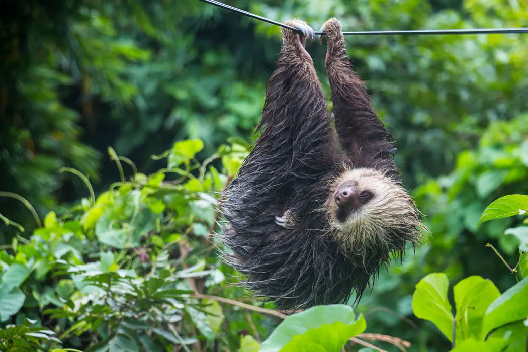 Lazy sloth in Panama - TRAVEL FOREVER - Reiseblog