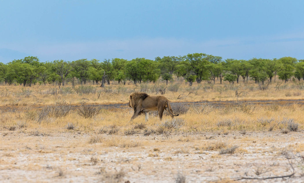 Etosha Nationalpark Das Tierische Highlight Namibias Als Selbstfahrer