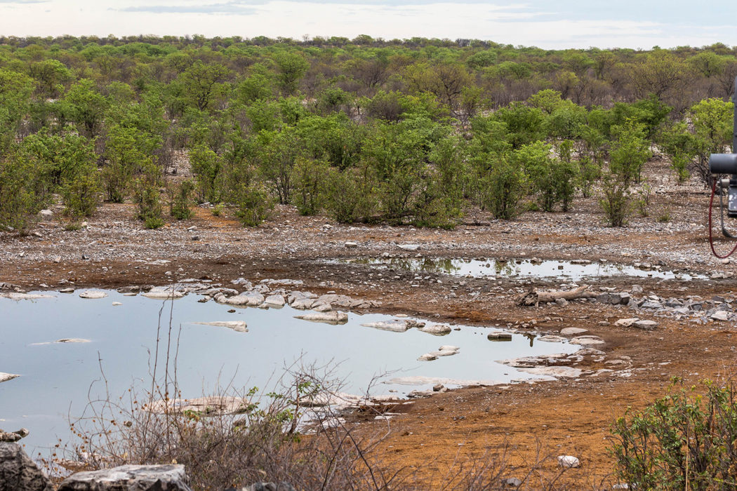 Etosha Nationalpark Das Tierische Highlight Namibias Als Selbstfahrer